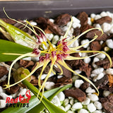 Bulbophyllum Worayuth White Fang