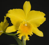 Rhyncholaeliocattleya Haw Yuan Gold 'YK #2'