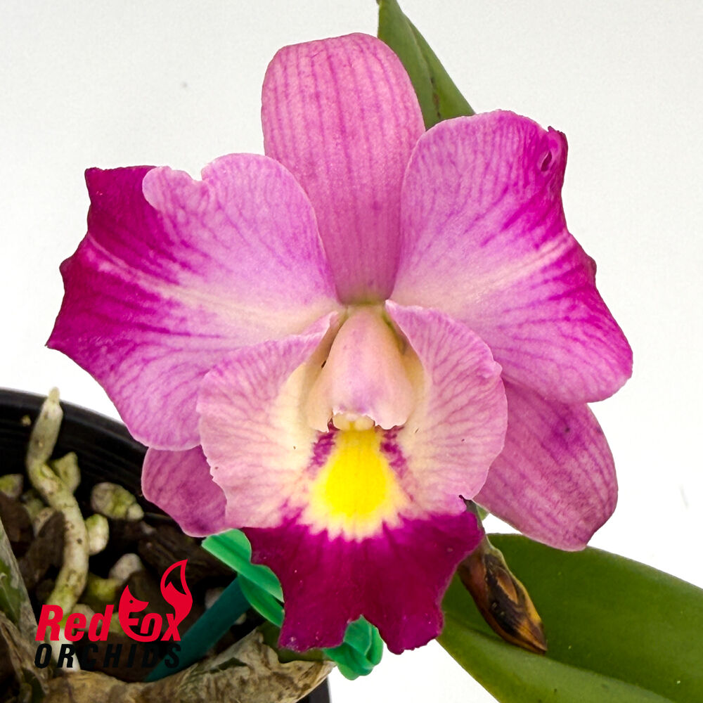 Cattleya Mem. Jerome Schultz 'Bette' x Dal's Good One 'Janelle'
