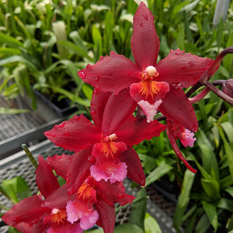 Wilsonara Aloha Kapoho