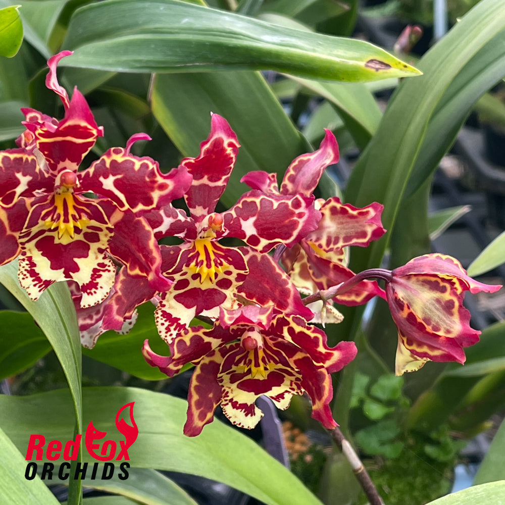 Wilsonara Eye Candy ‘Pinkie'