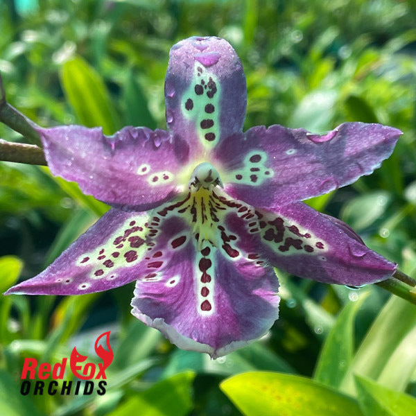 Degarmoara Steve's Dream 'Lavender Lace'