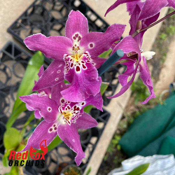 Degarmoara Steve's Dream 'Lavender Lace'