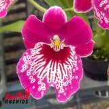 Miltoniopsis Morris Chestnut 'H171'