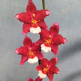Wilsonara Martian Leather 'Berrylicious'