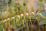 Brassia longissima
