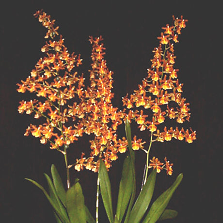 Odontocidium Catatante ‘Kilauea Karma’