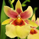 Odontonia Futuresque ‘Gloria’