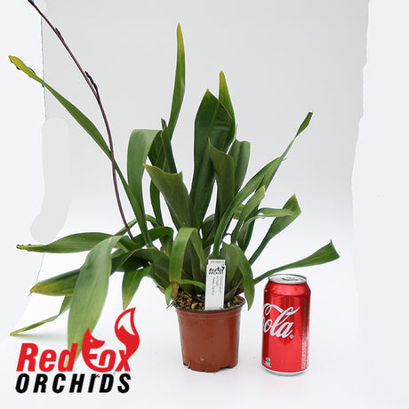 Odontocidium Sunlight 'Pesky Panther'
