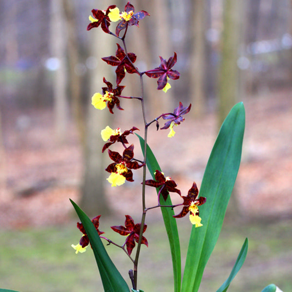 Odontocidium Sunlight 'Pesky Panther'