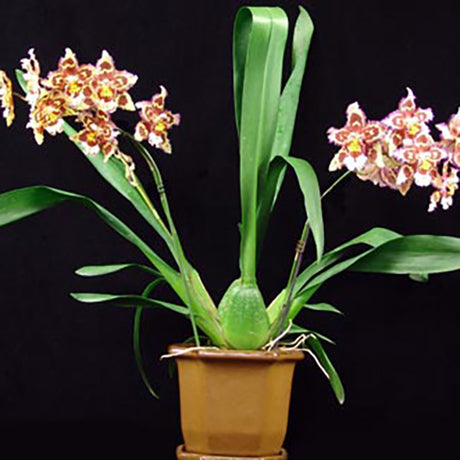 Wilsonara Tan Treasures 'Puppy Pleasures'