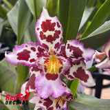 Wilsonara Tan Treasures 'Lavender Picotee'