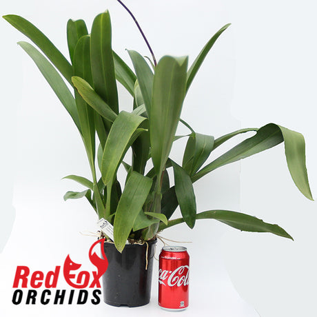 Maclellanara Yellow Star 'Golden Gambol'