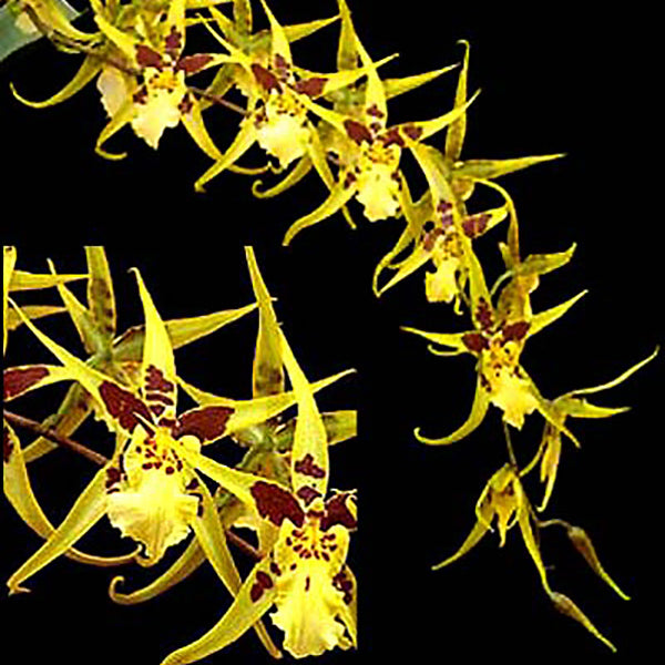 Maclellanara Yellow Star 'Golden Gambol'