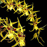 Maclellanara Yellow Star 'Golden Gambol'