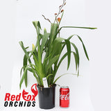 Wilsonara Pacific Passage 'Handsome'