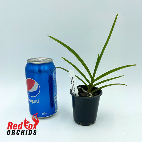 Vanda coerulescens x Holcoglossum subulifolium
