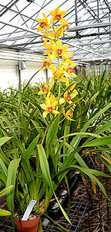 Grammatocymbidium Pakkret Panorama 'Ruiter'