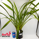 Grammatocymbidium Pakkret Panorama 'Ruiter'