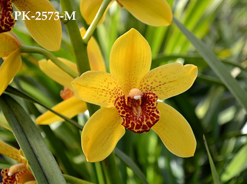 Grammatocymbidium Pakkret Panorama 'Ruiter'