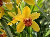 Grammatocymbidium Pakkret Panorama 'Ruiter'