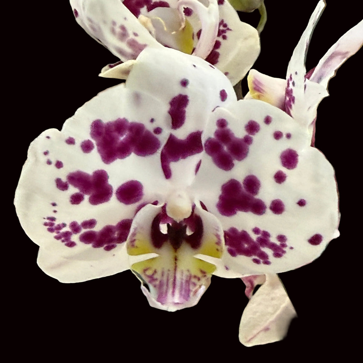 Phalaenopsis Spilled Ink
