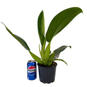 Philodendron ‘Fat Boy 2.0’ in a 140 mm pot.