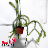 Phlegmariurus squarrosus