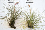 Tillandsia aff hammerii