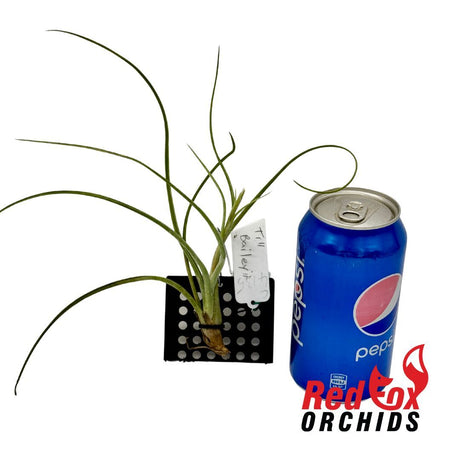 Tillandsia baileyi