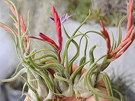 Tillandsia caputmedusa