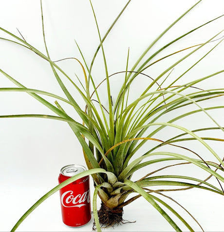 Tillandsia fasciculata estie