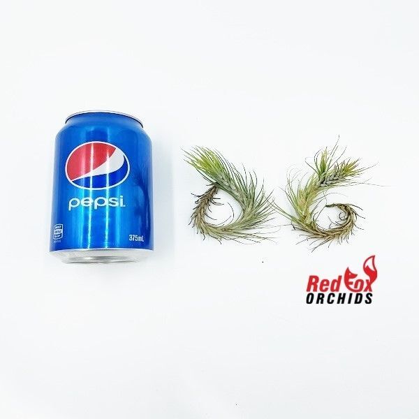 Tillandsia funckiana
