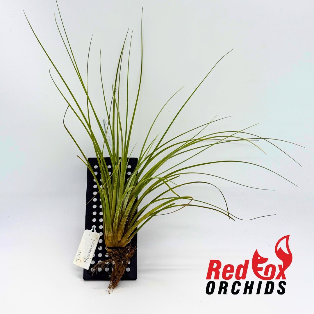 Tillandsia hammeri