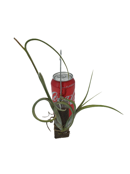 Tillandsia intermedia