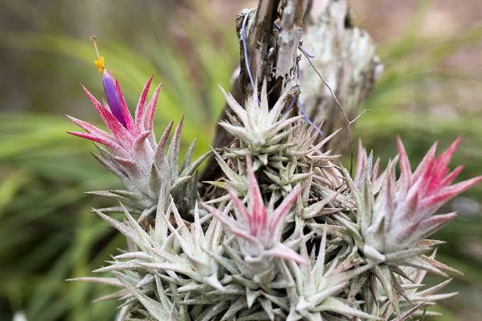 Tillandsia vanhyningii