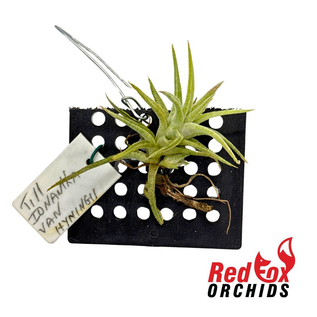 Tillandsia vanhyningii