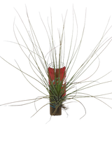 Tillandsia ionantha x baileyi