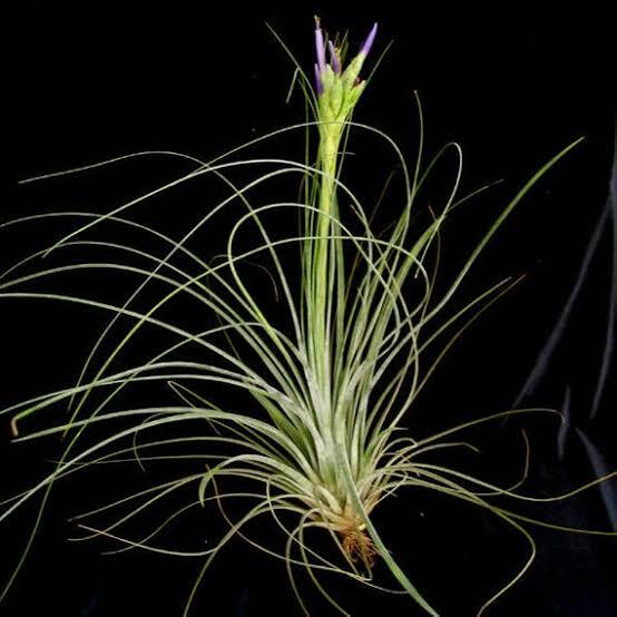 Tillandsia juncea 'Rubra'
