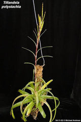 Tillandsia polystachia
