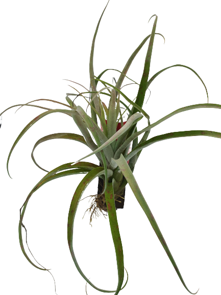Tillandsia Rio Hondo