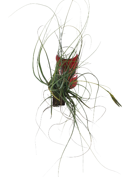 Tillandsia schiediana 'Pink Spikes'