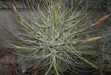 Tillandsia schiediana 'Red Spikes'