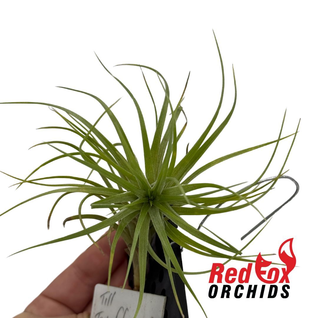 Tillandsia tenuifolia var saxicola