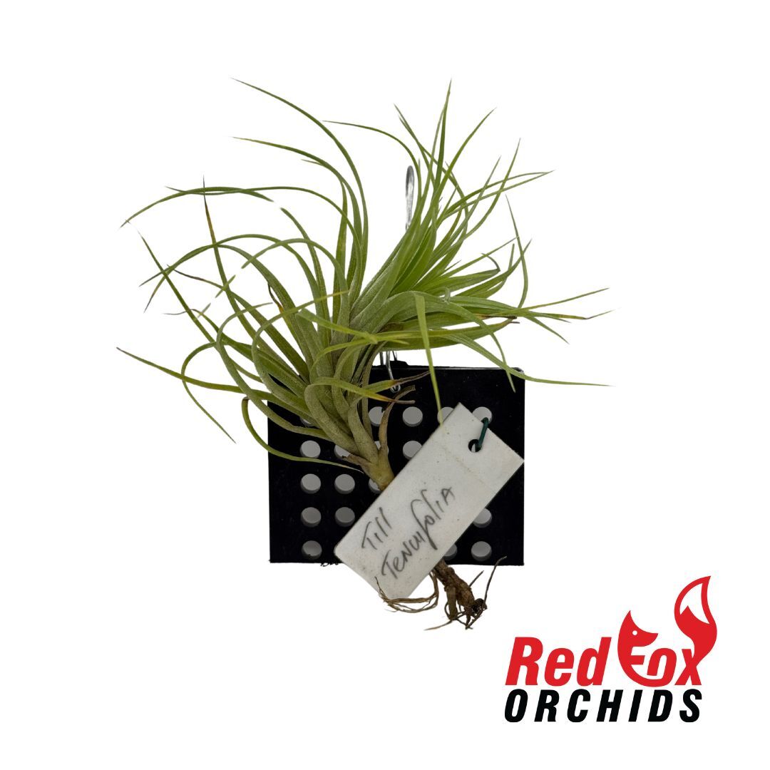 Tillandsia tenuifolia var saxicola