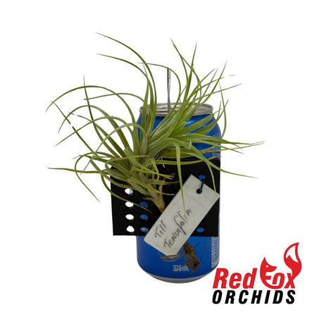 Tillandsia tenuifolia var saxicola
