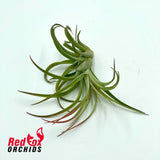Tillandsia victoria