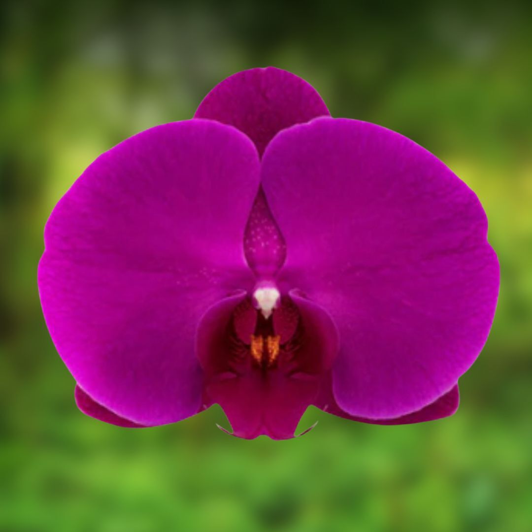 Phalaenopsis Freeride