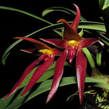 Bulbophyllum nymphopolitanum