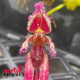 Bulbophyllum fascinator